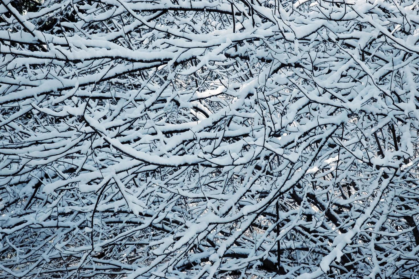 nieve en las ramas de los árboles foto