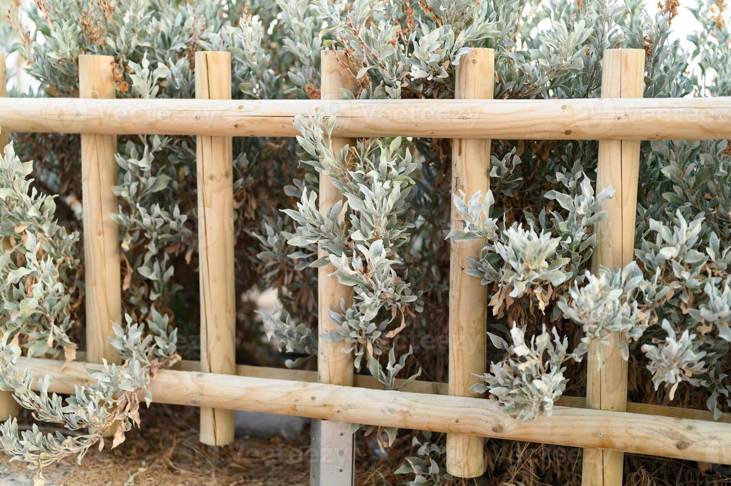 Decorative wooden fence and white green bushes photo