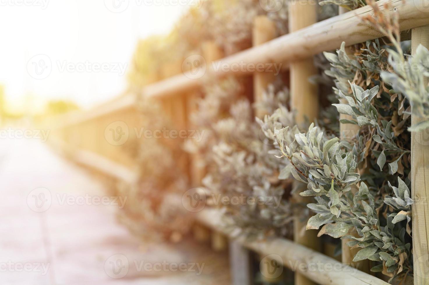 Decorative wooden fence and white green bushes photo