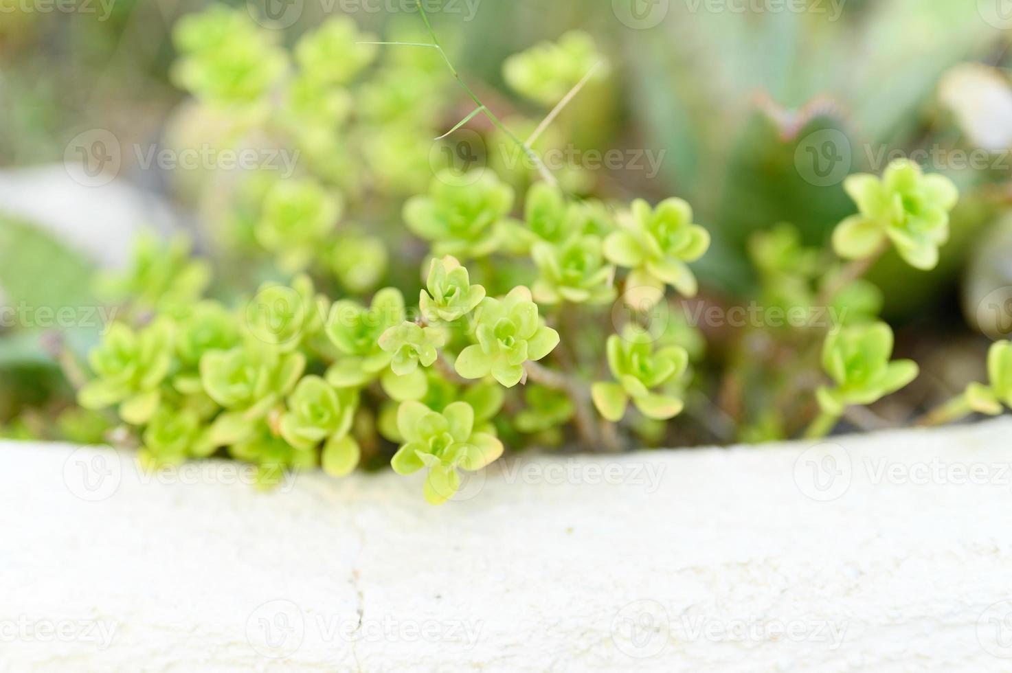 Plantas suculentas en un macizo de flores al aire libre. foto