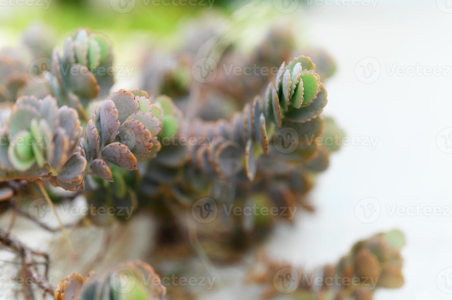 Plantas suculentas en un macizo de flores al aire libre. foto