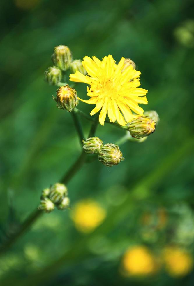 flor amarilla de diente de león foto