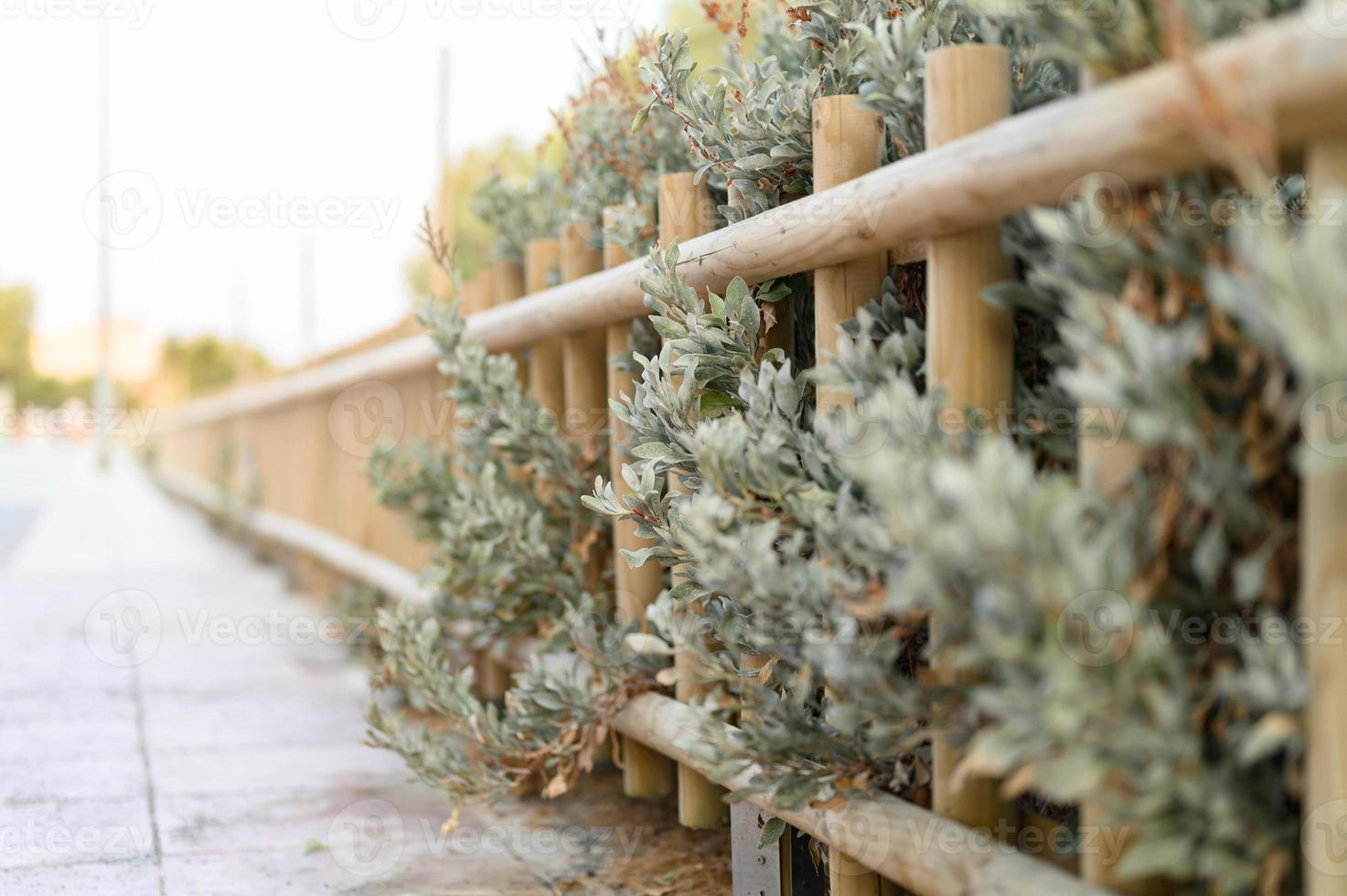 Decorative wooden fence and white green bushes photo