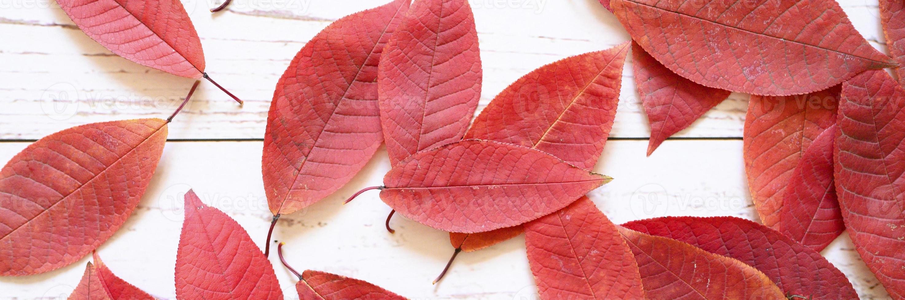 Varias hojas caídas de otoño rojo sobre un fondo de tablero de madera clara foto