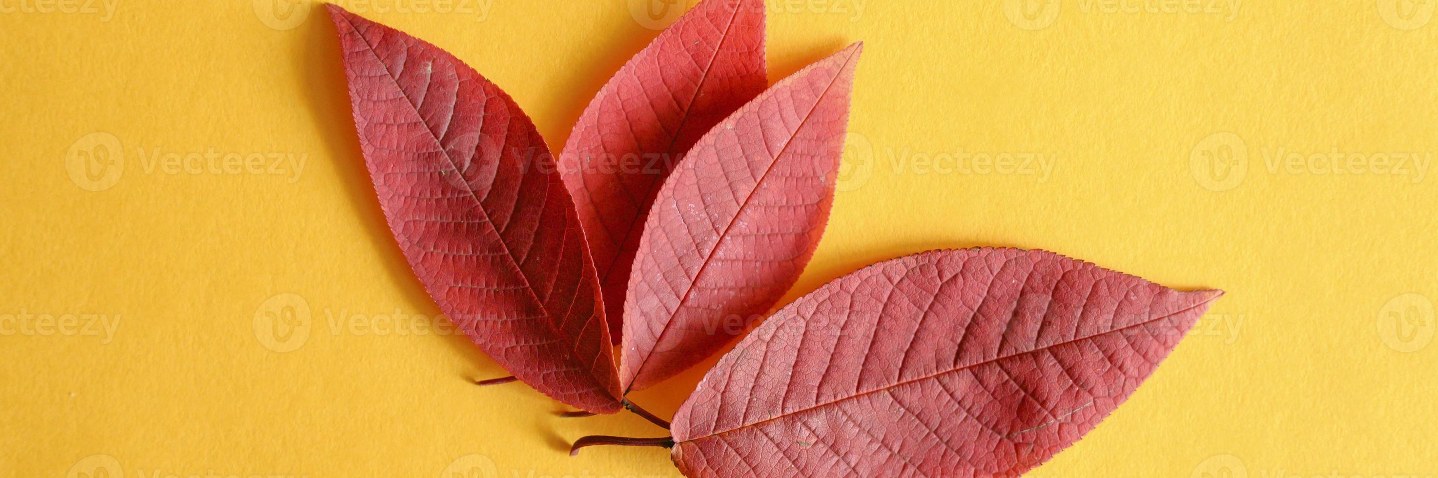 Several red fallen autumn cherry leaves on a yellow paper background flat lay photo