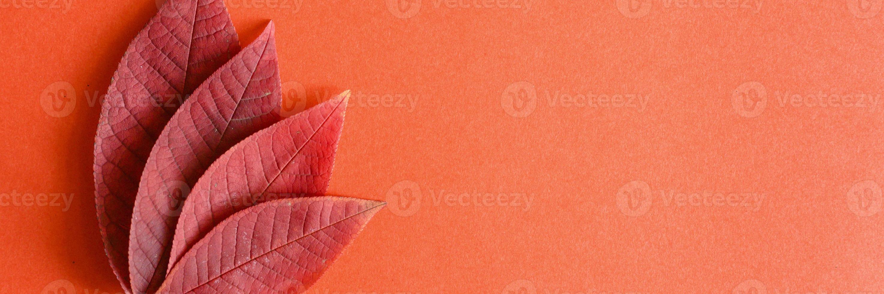 Red fallen autumn cherry leaves on a red paper background photo