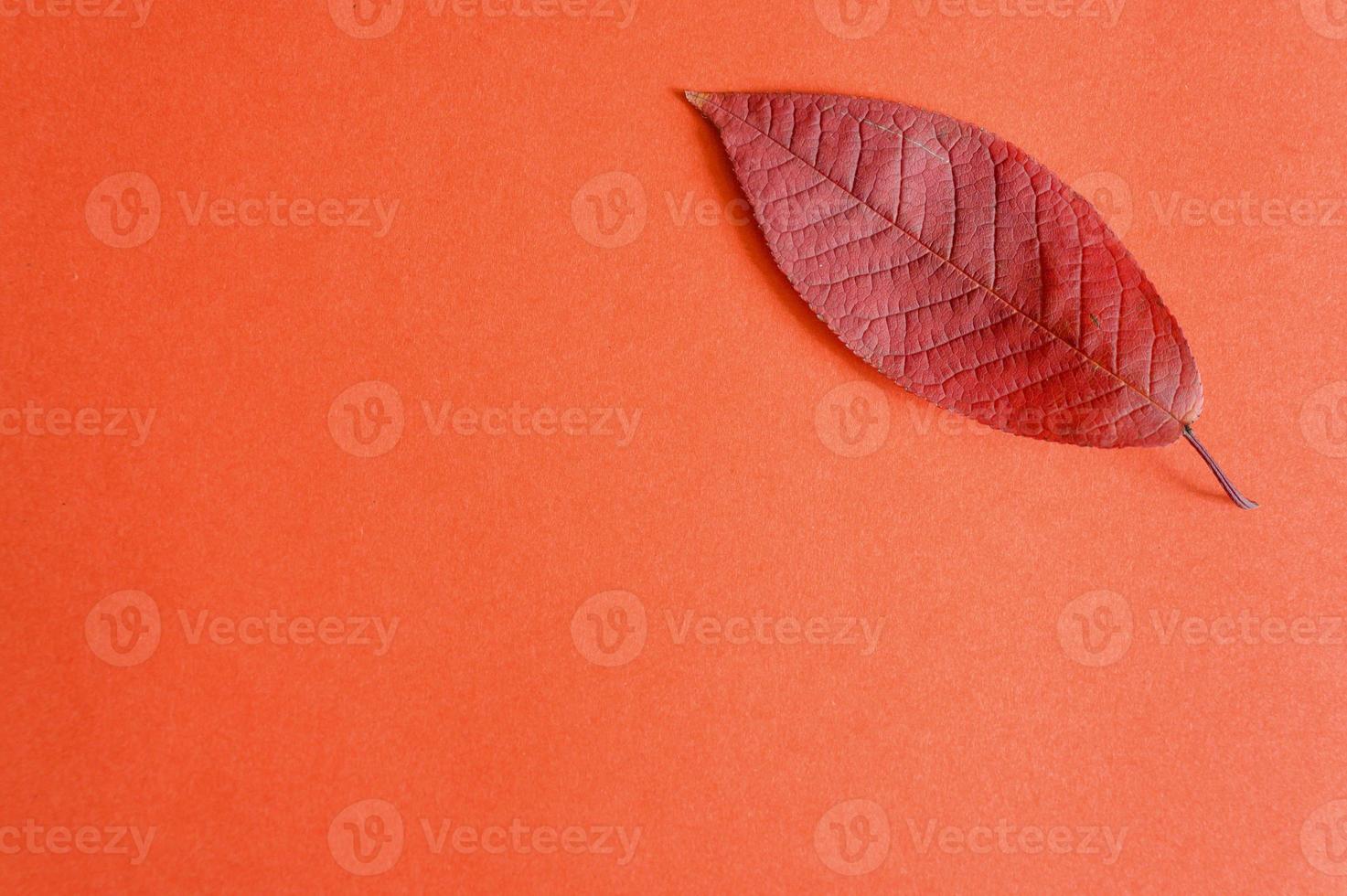Hojas de cerezo de otoño caídas rojas sobre un fondo de papel rojo foto