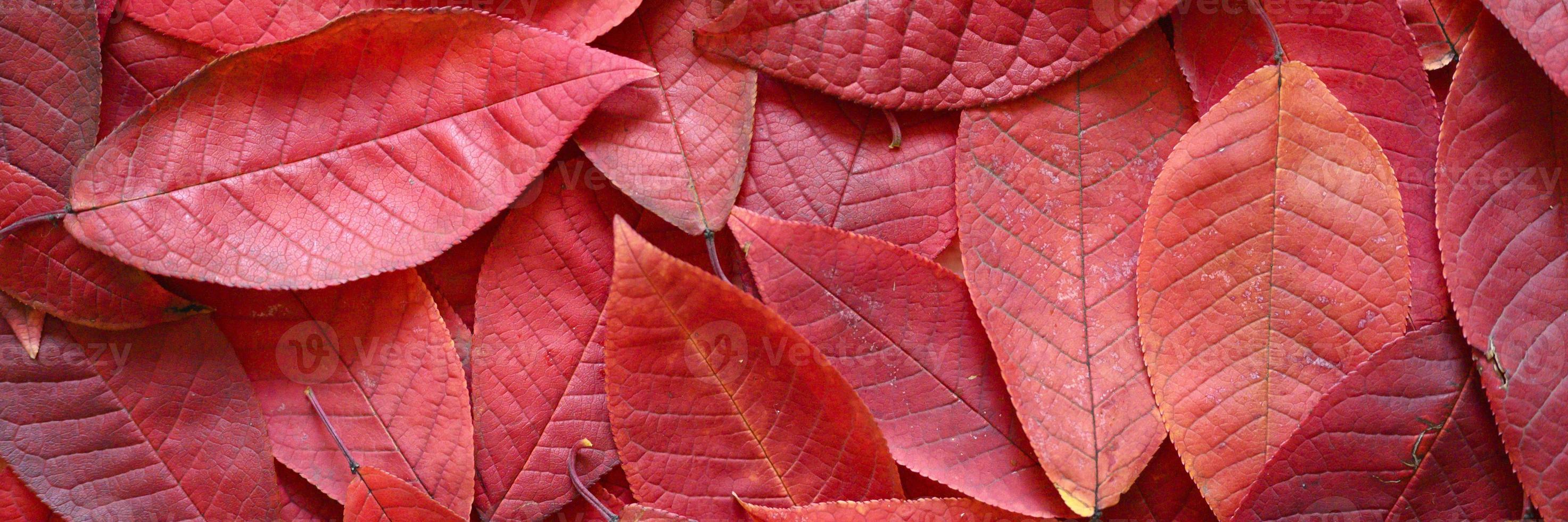 Fondo de hojas rojas de otoño caídas de un cerezo foto