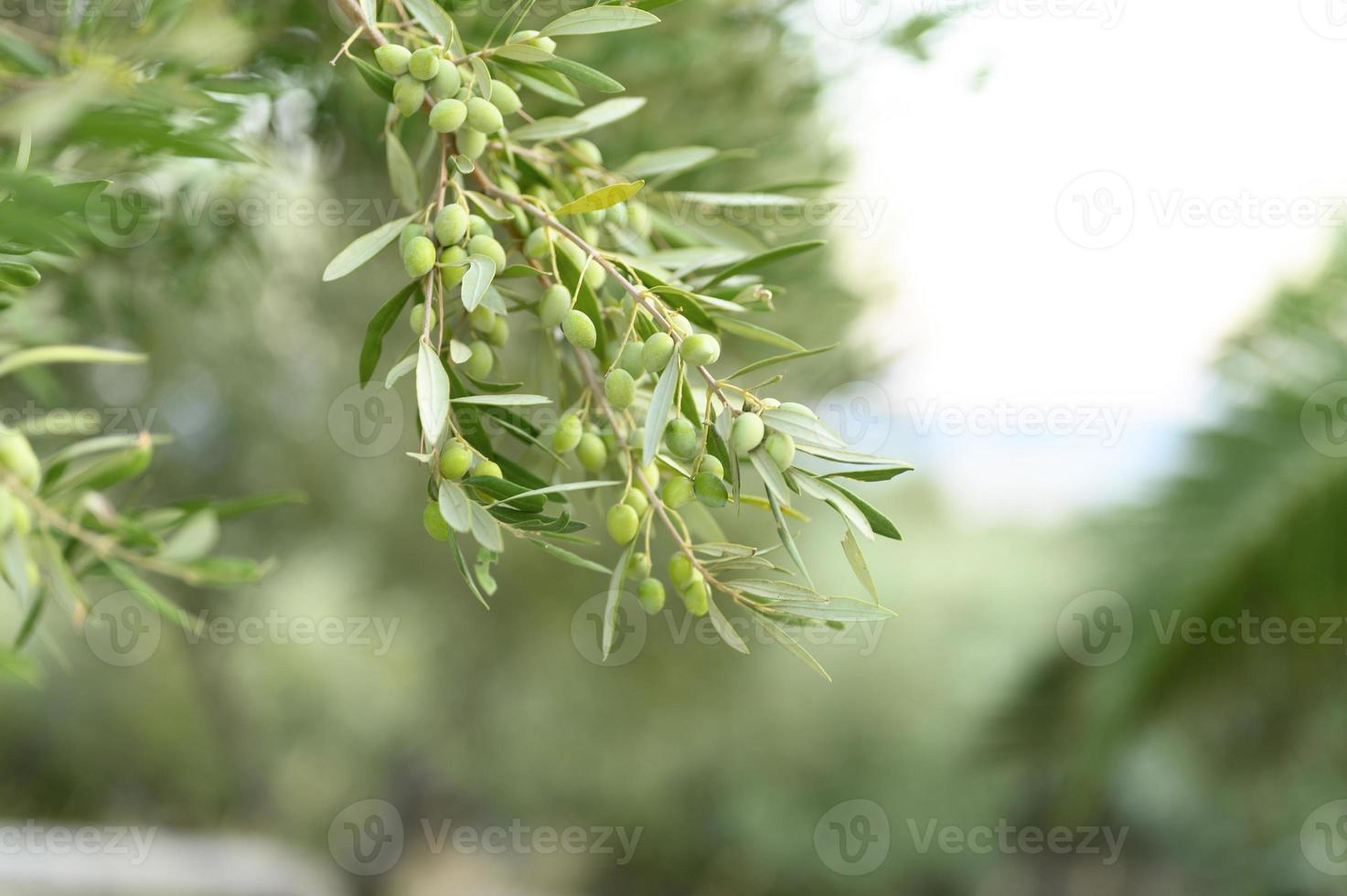 Aceitunas verdes que crecen en una rama de olivo en el jardín foto