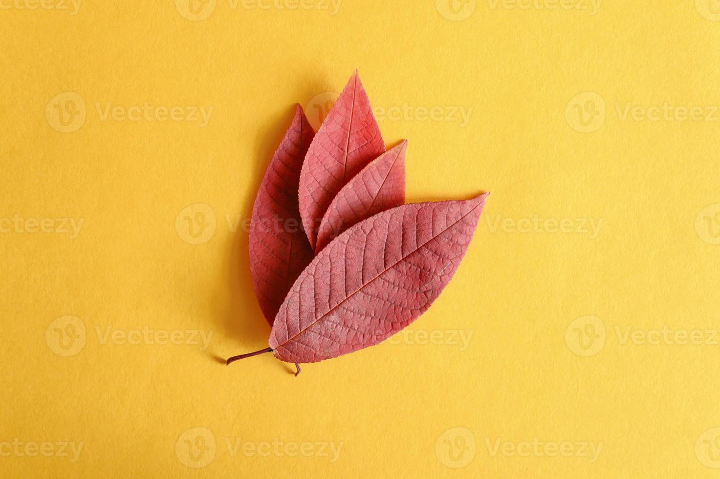 varias hojas de cerezo de otoño rojo caído sobre un fondo de papel amarillo plano foto