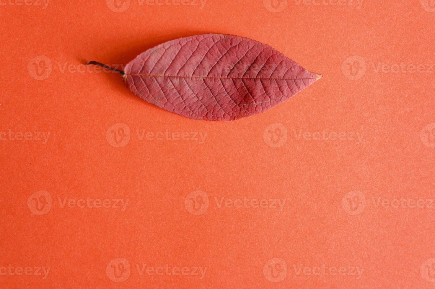 Red fallen autumn cherry leaf on a red paper background photo