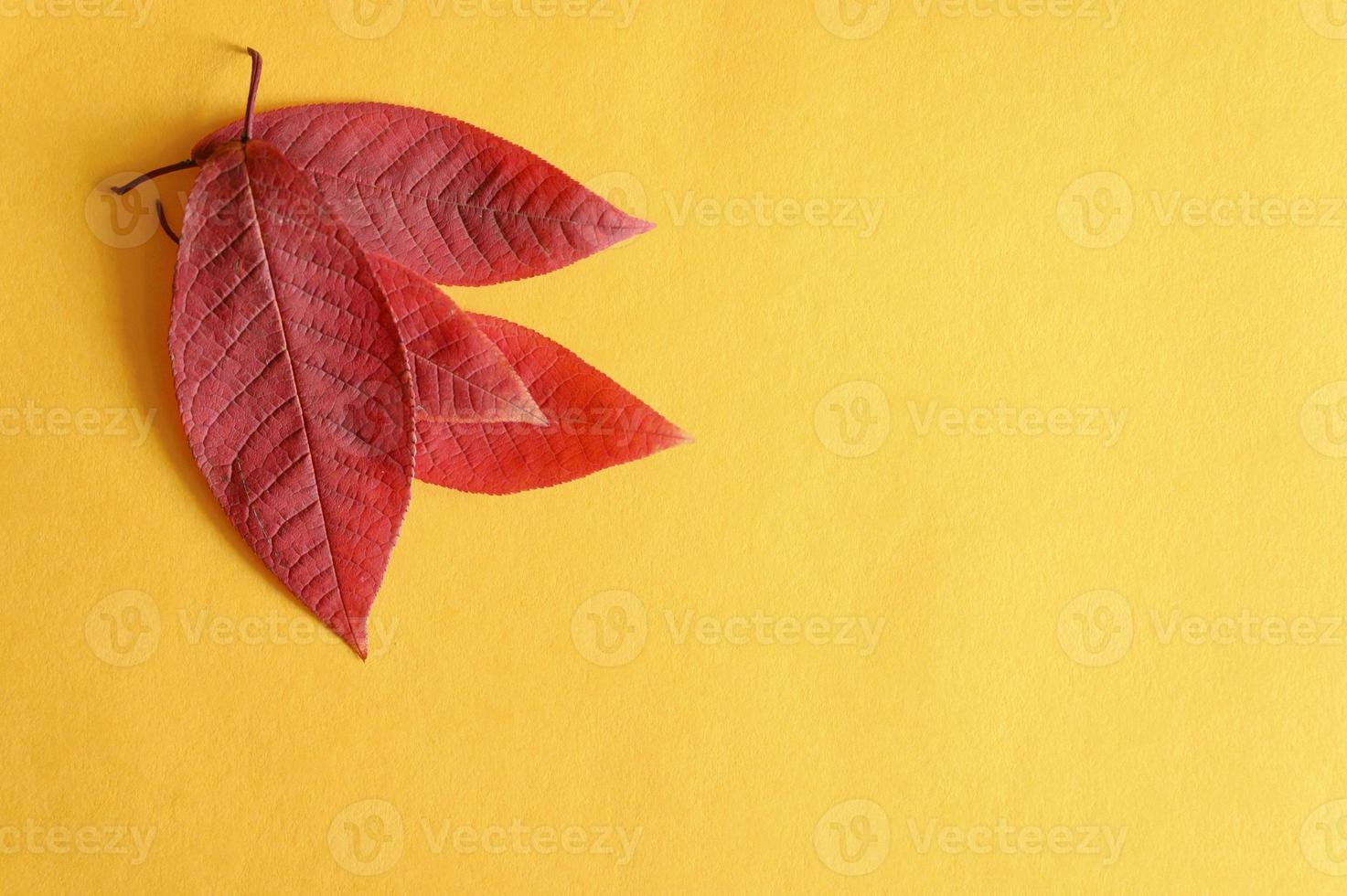 varias hojas de cerezo de otoño rojo caído sobre un fondo de papel amarillo plano foto