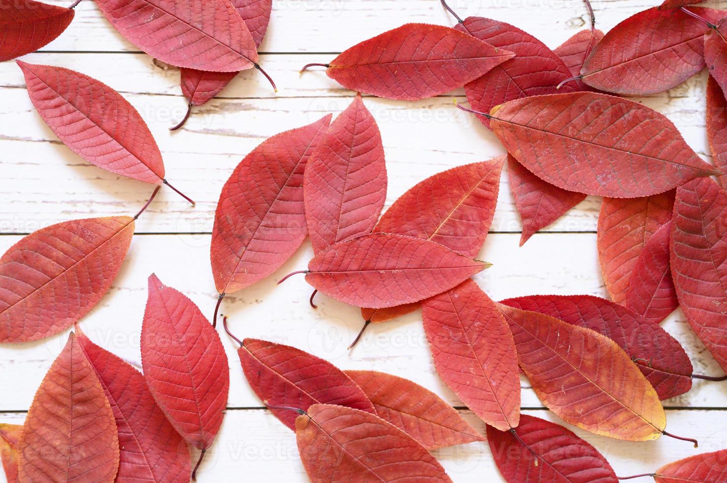 Varias hojas caídas de otoño rojo sobre un fondo de tablero de madera clara foto