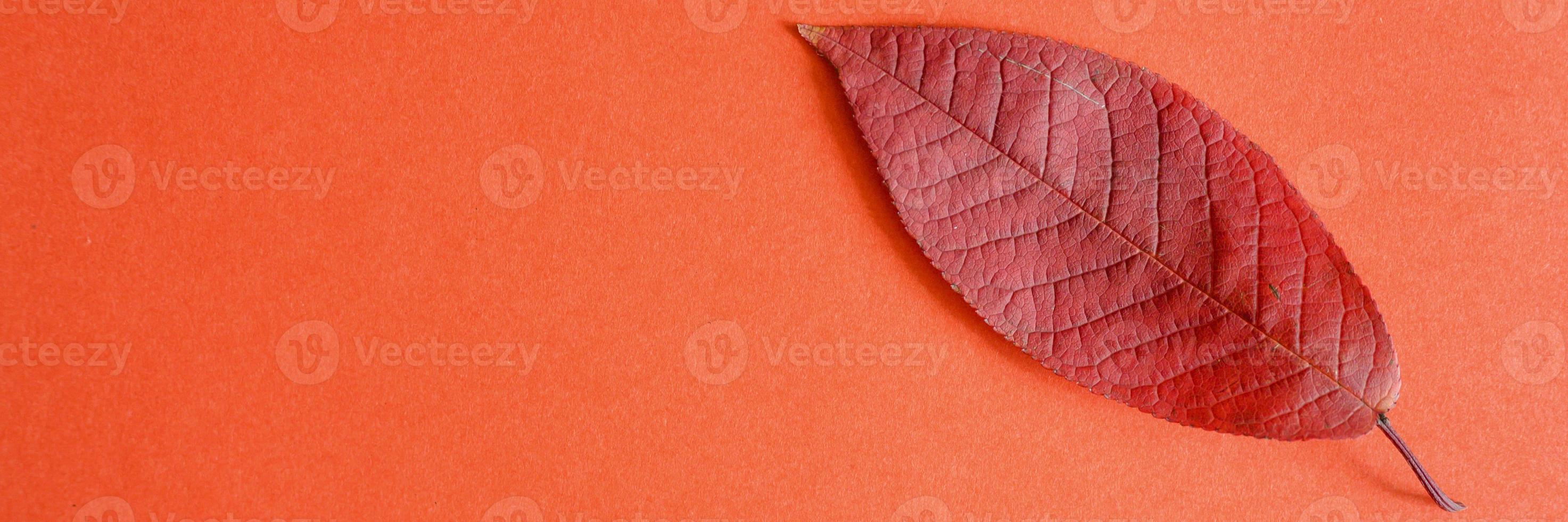 Red fallen autumn cherry leaf on a red paper background photo
