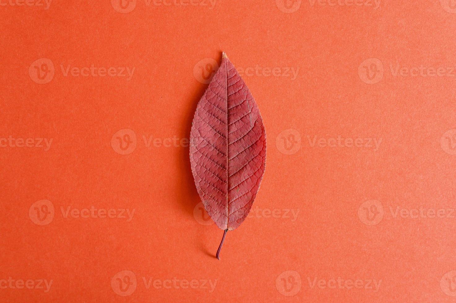 Red fallen autumn cherry leaf on a red paper background photo