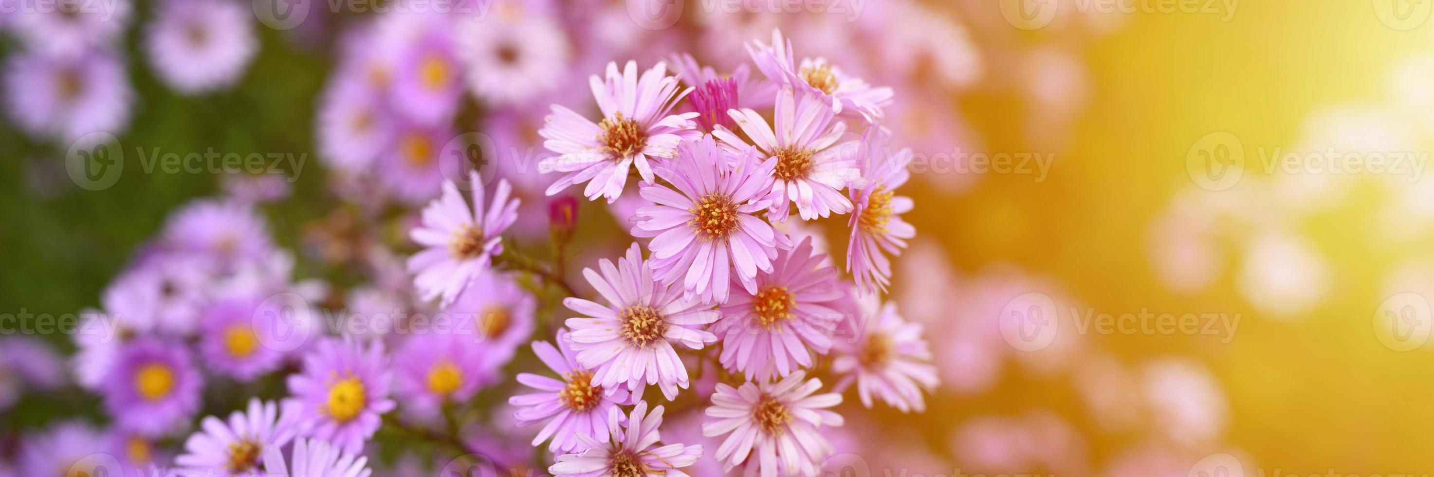 flores de otoño aster novi-belgii vibrantes en color violeta claro foto