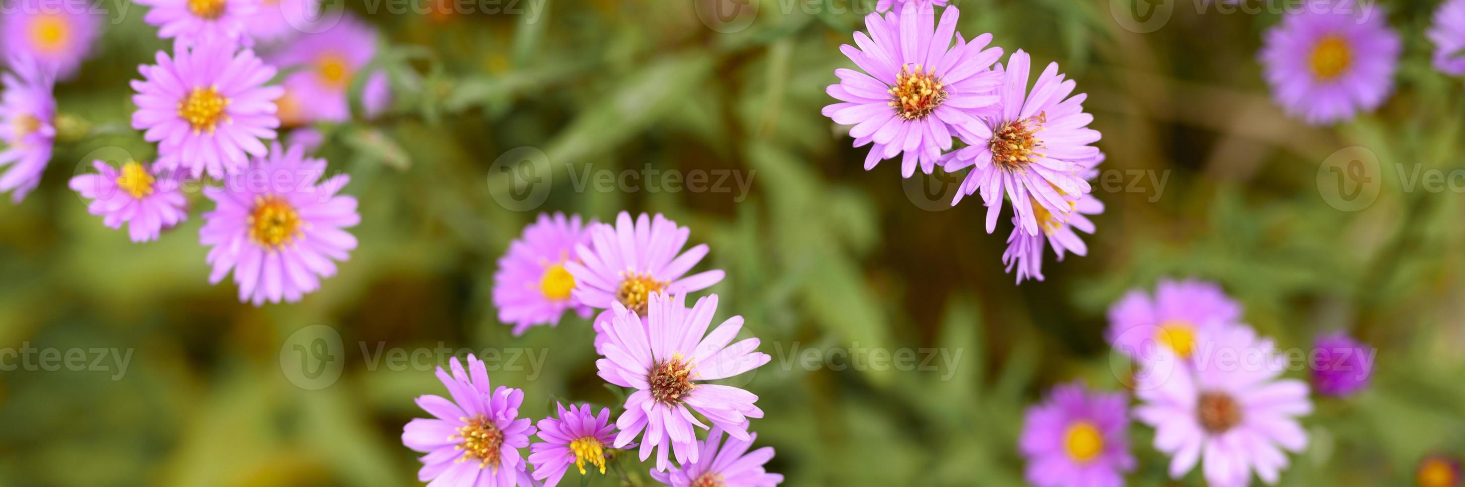 Autumn flowers aster novi-belgii vibrant in light purple color photo