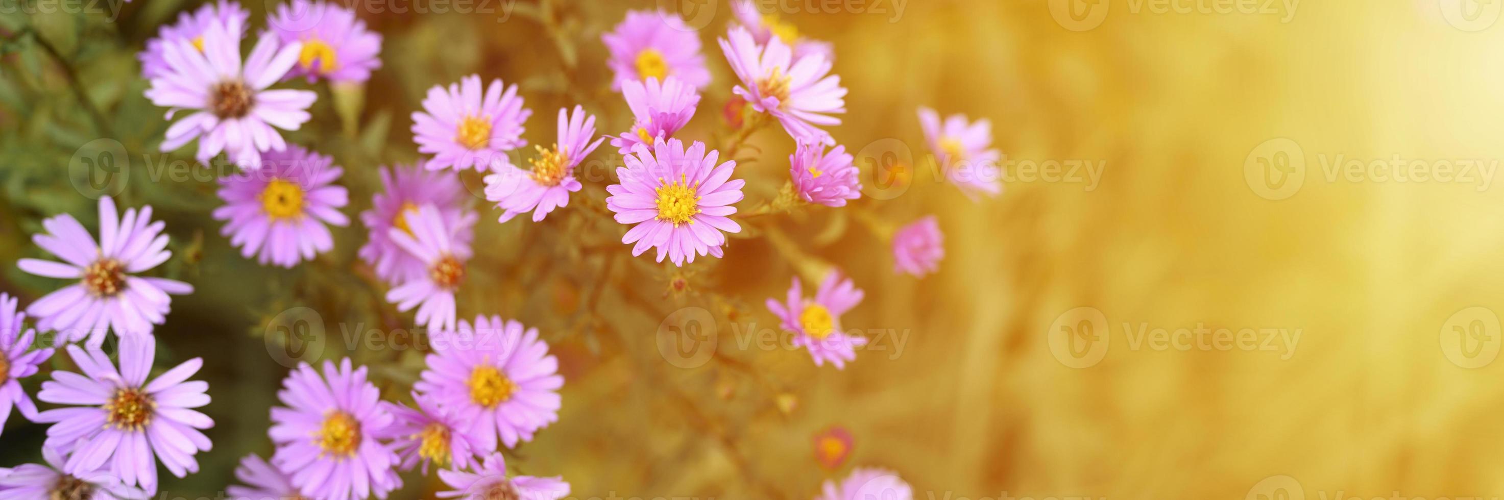 Autumn flowers aster novi-belgii vibrant in light purple color photo