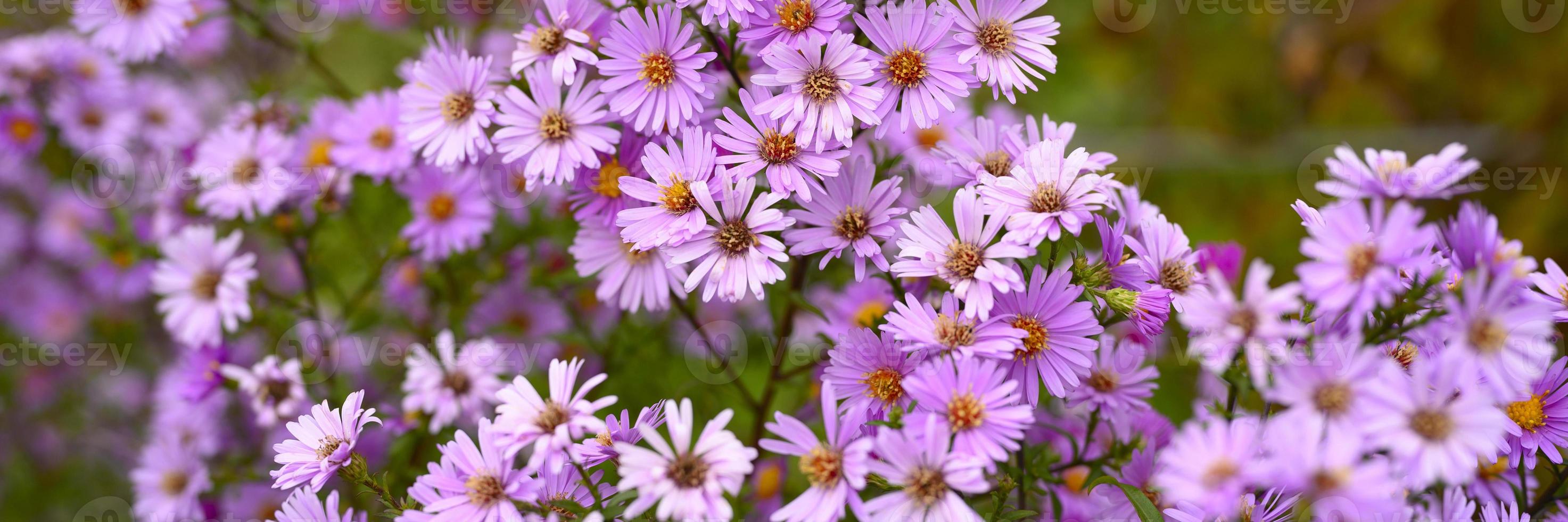 Autumn flowers aster novi-belgii vibrant in light purple color photo