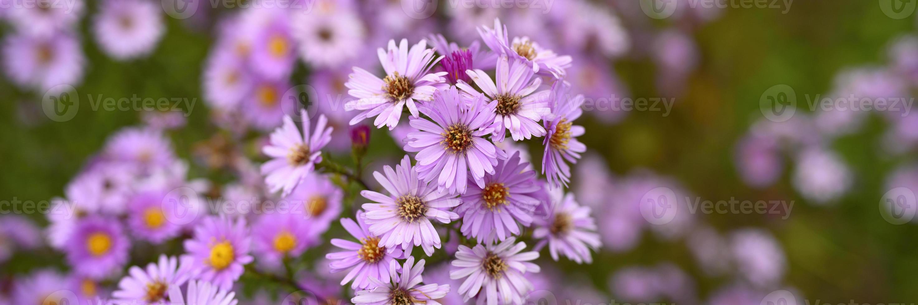 Autumn flowers aster novi-belgii vibrant in light purple color photo