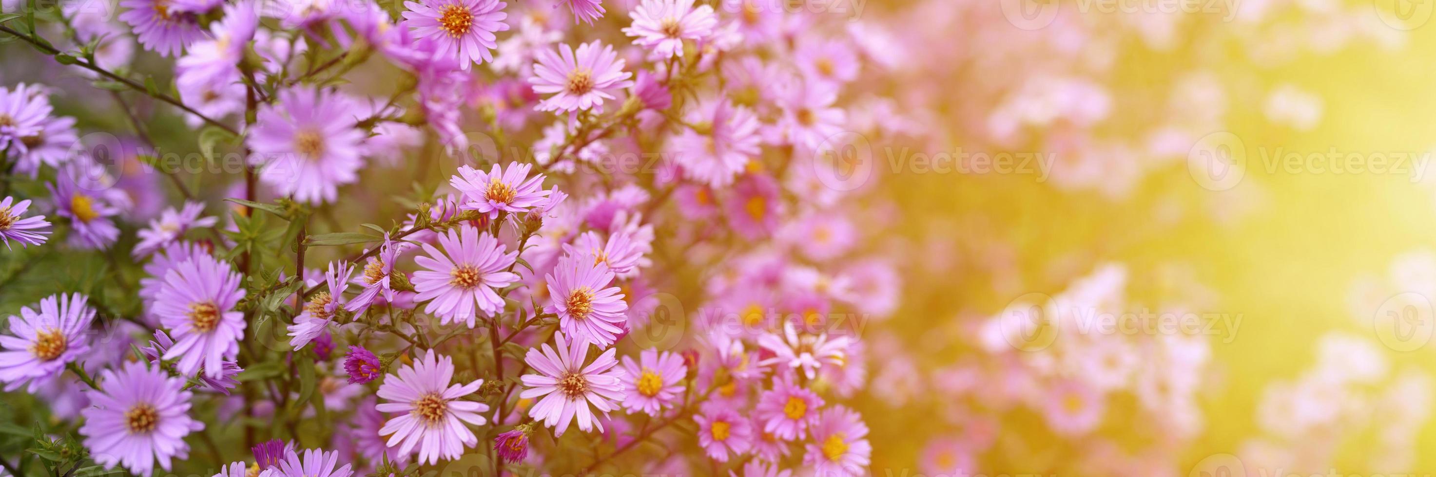 flores de otoño aster novi-belgii vibrantes en color violeta claro foto