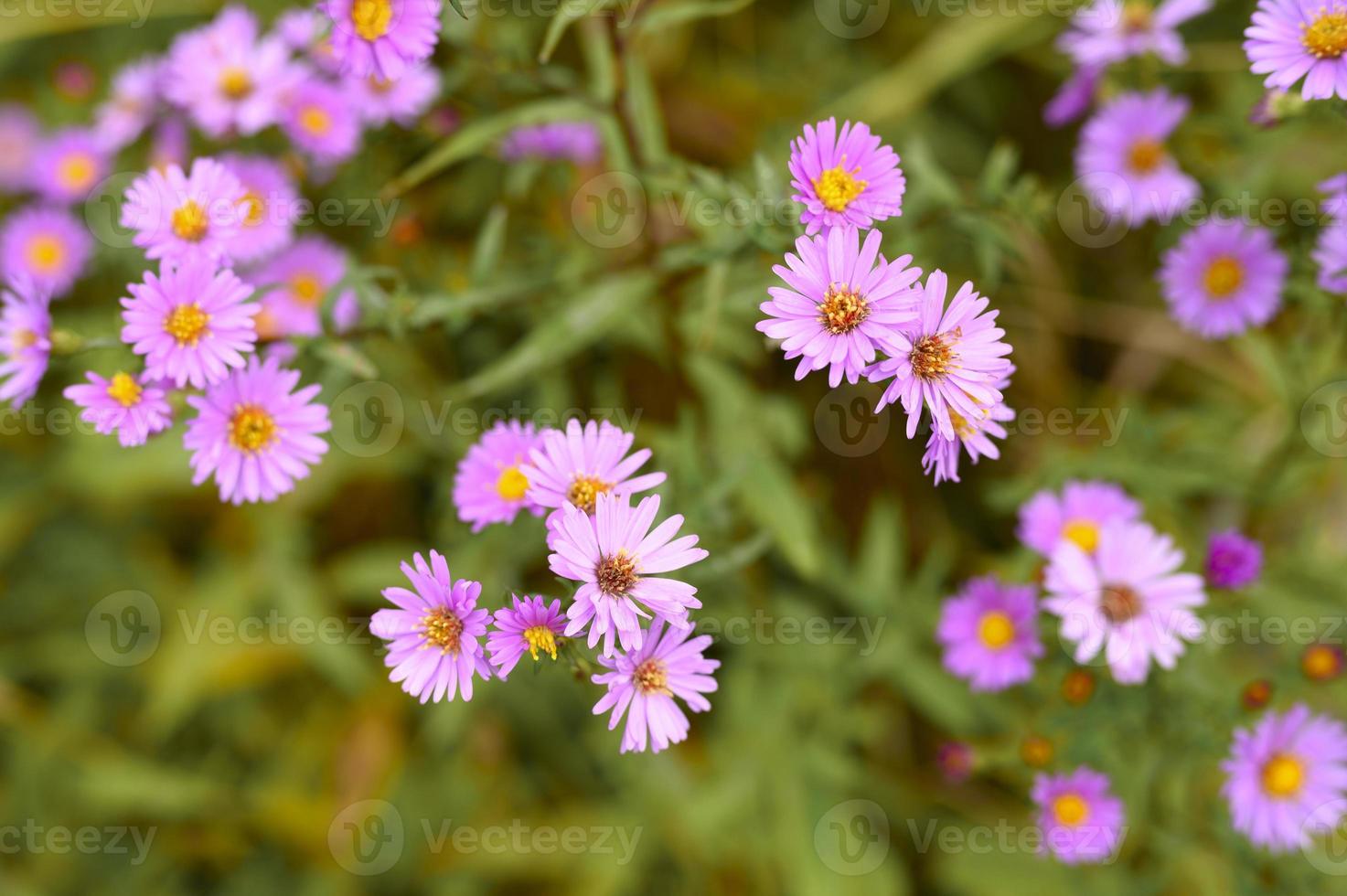 Autumn flowers aster novi-belgii vibrant in light purple color photo