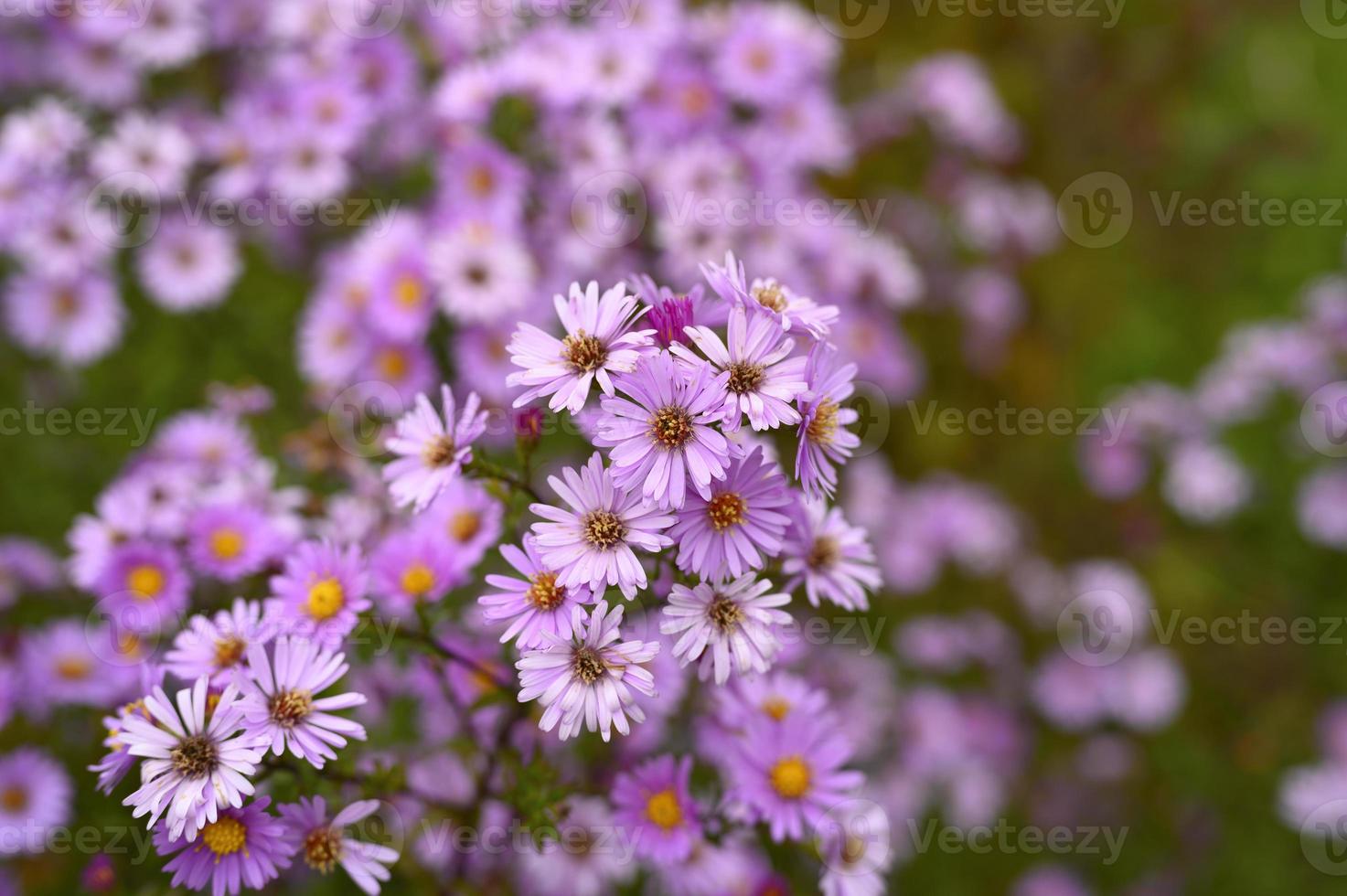 flores de otoño aster novi-belgii vibrantes en color violeta claro foto