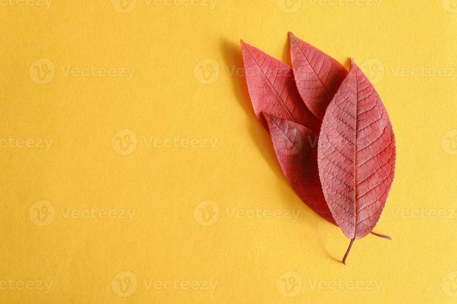 varias hojas de cerezo de otoño rojo caído sobre un fondo de papel amarillo plano foto