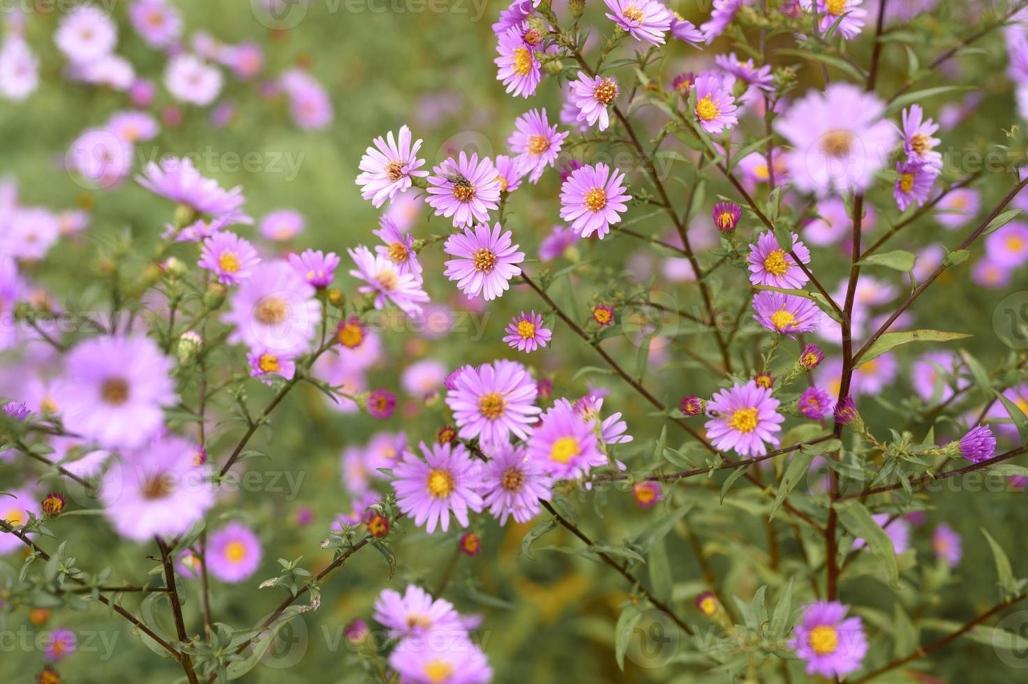 Autumn flowers aster novi-belgii vibrant in light purple color photo