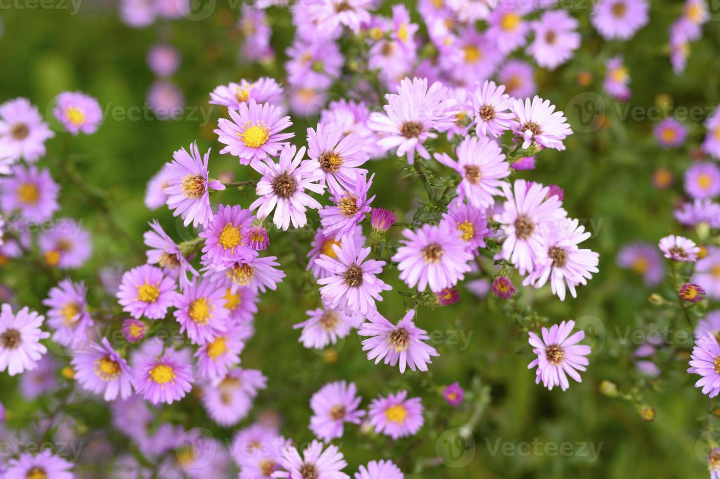 Autumn flowers aster novi-belgii vibrant in light purple color photo