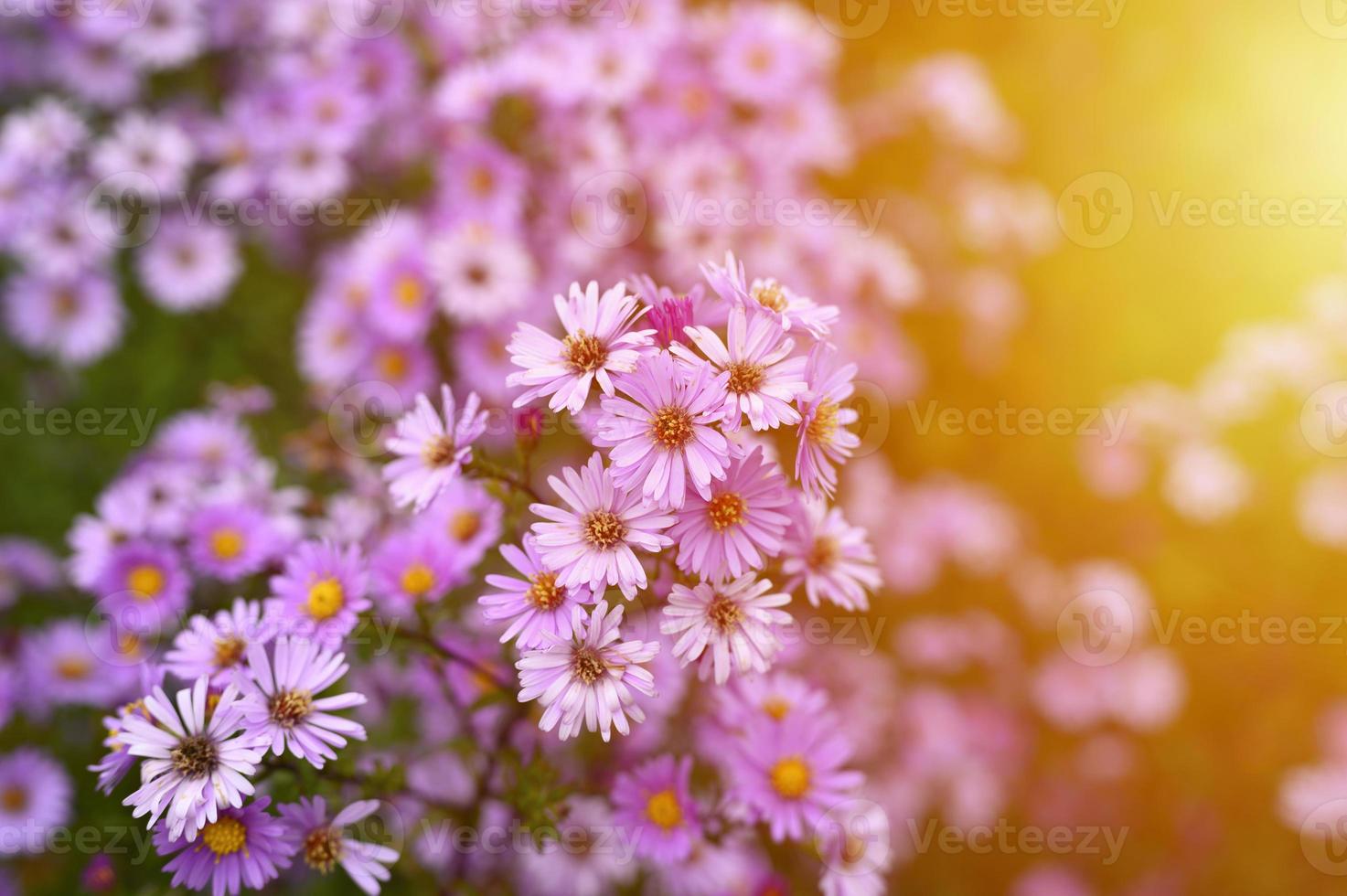 Autumn flowers aster novi-belgii vibrant in light purple color photo