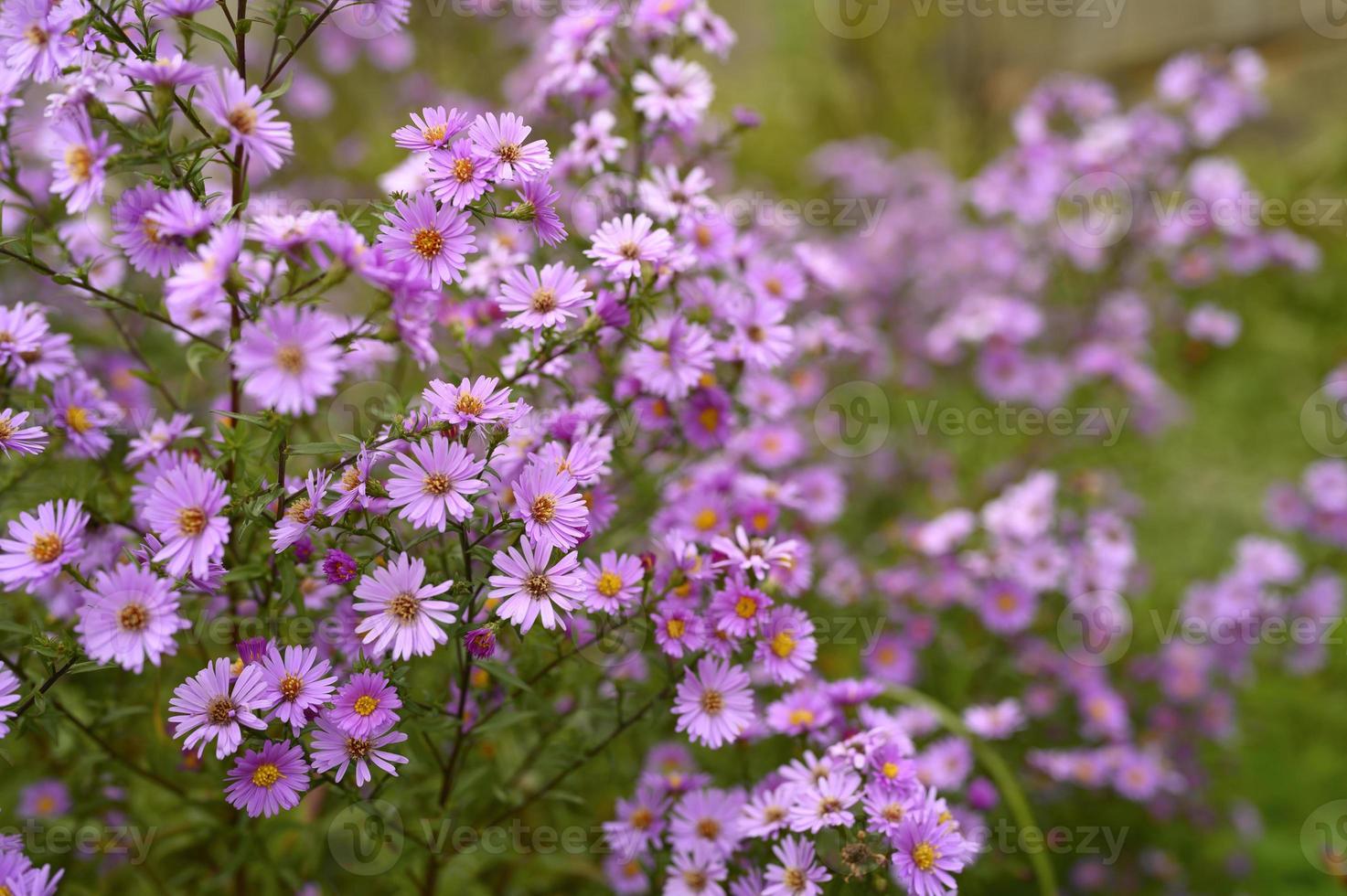 Autumn flowers aster novi-belgii vibrant in light purple color photo