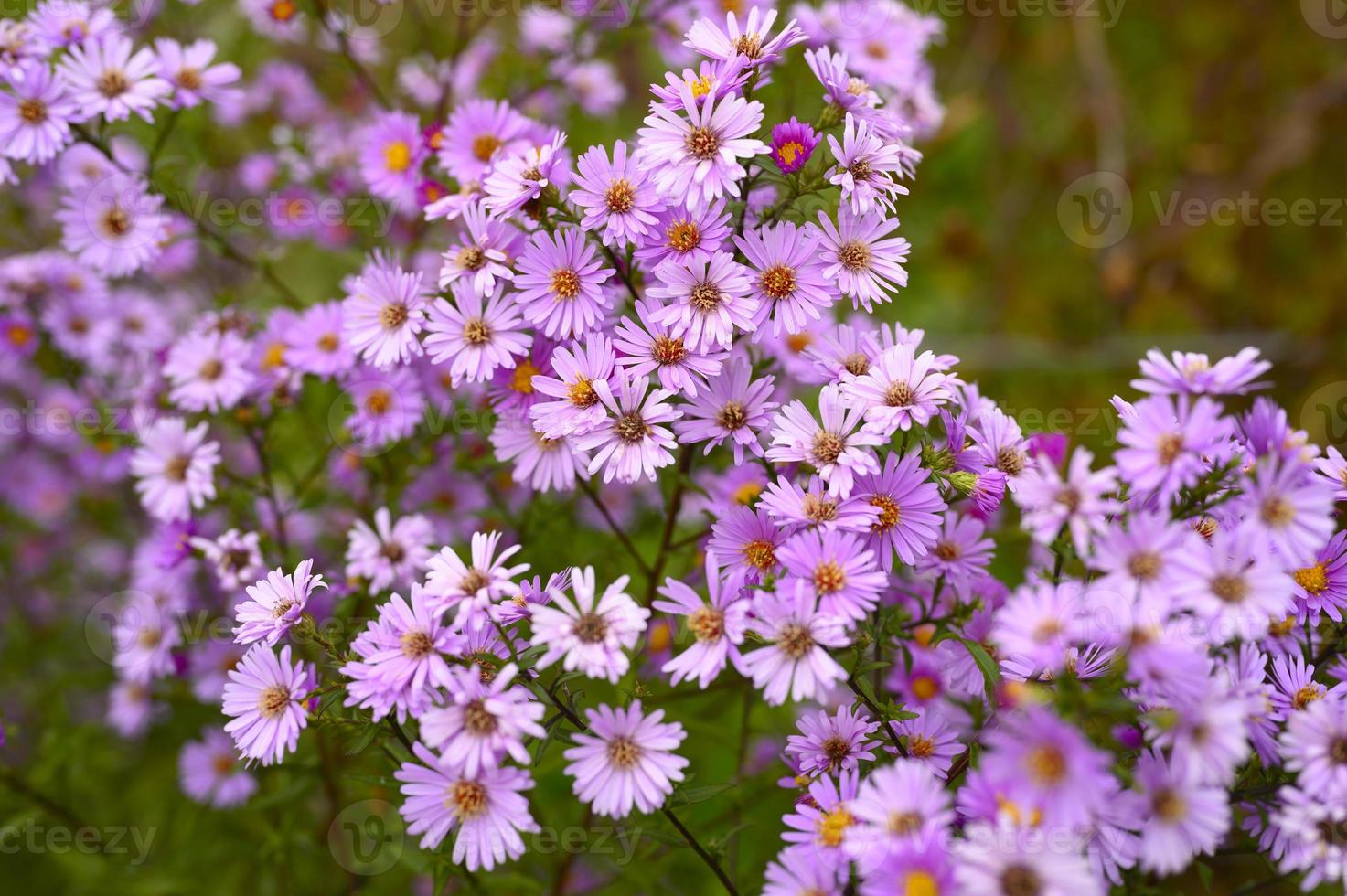 flores de otoño aster novi-belgii vibrantes en color violeta claro foto