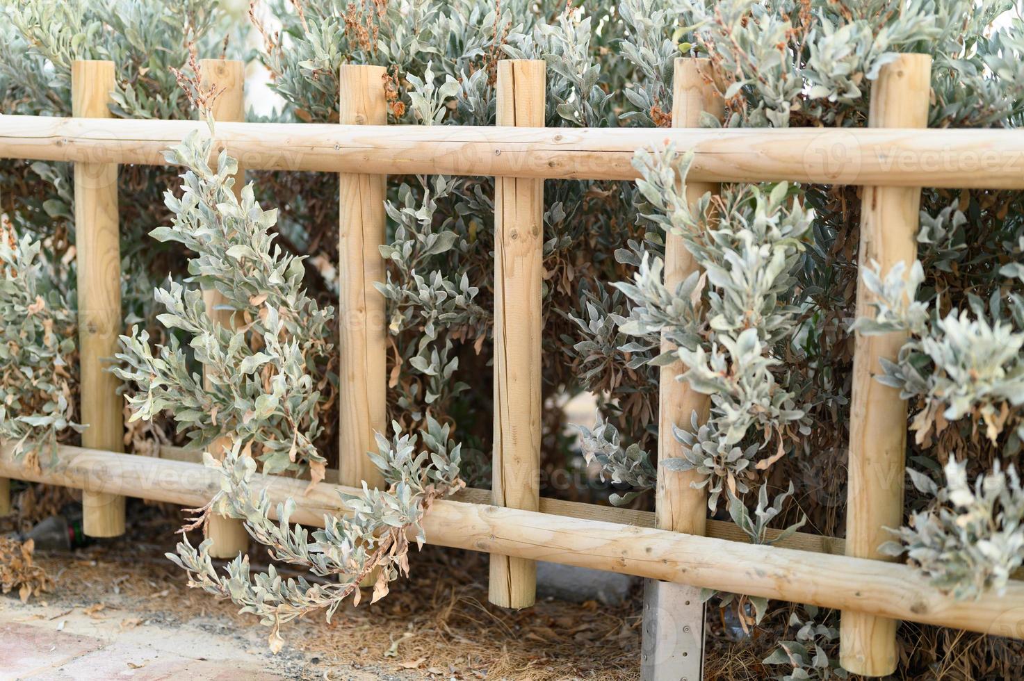 Decorative wooden fence and white green bushes photo