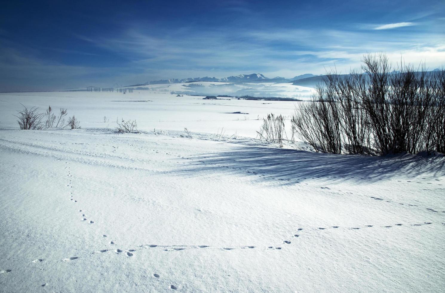 prados nevados en una montaña foto