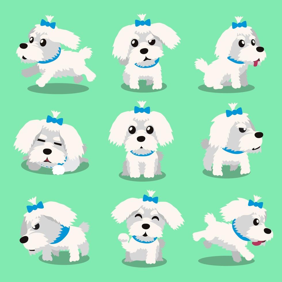 Cartoon character maltese dog poses vector