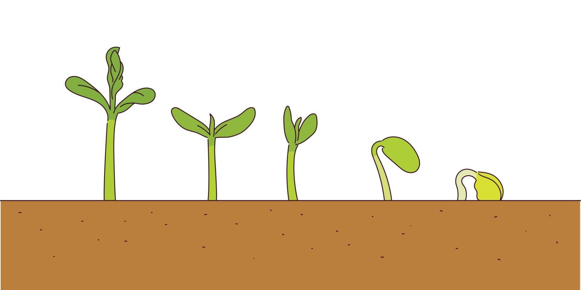 The stage in which the sprout grows. vector