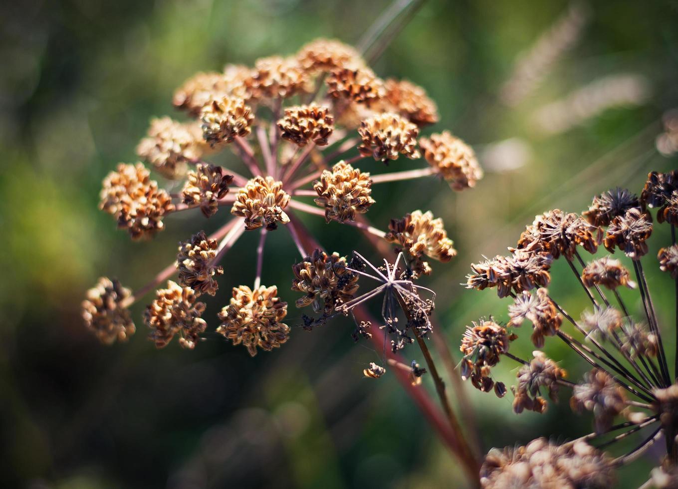 Dry wild cumin plant photo