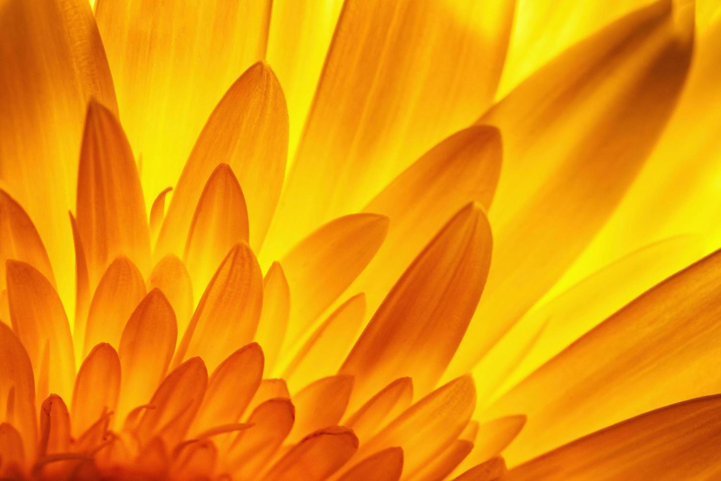 pétalos de flores de gerbera foto