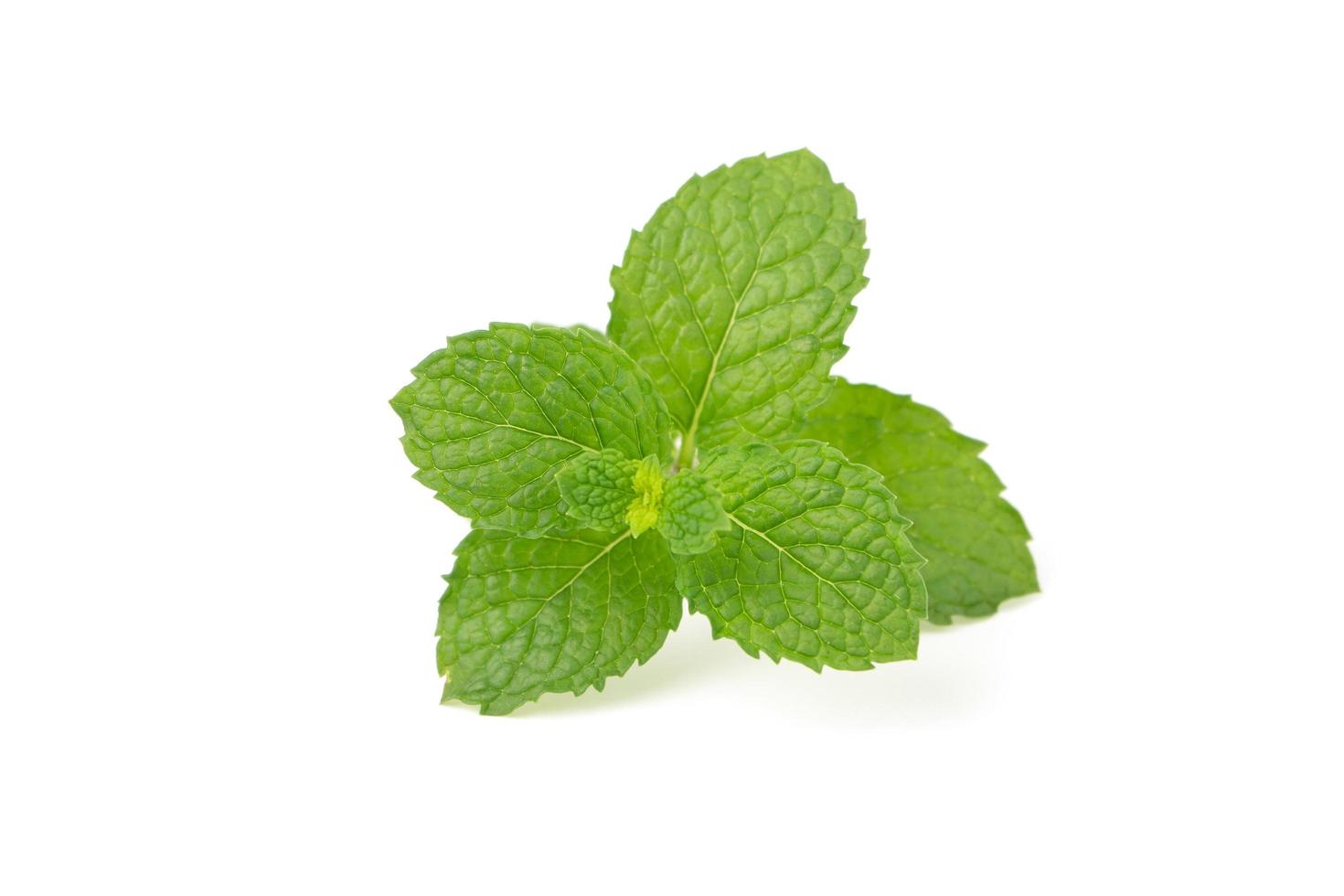 Paper Mint on a white background photo