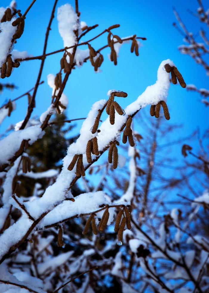 Snow on branches photo