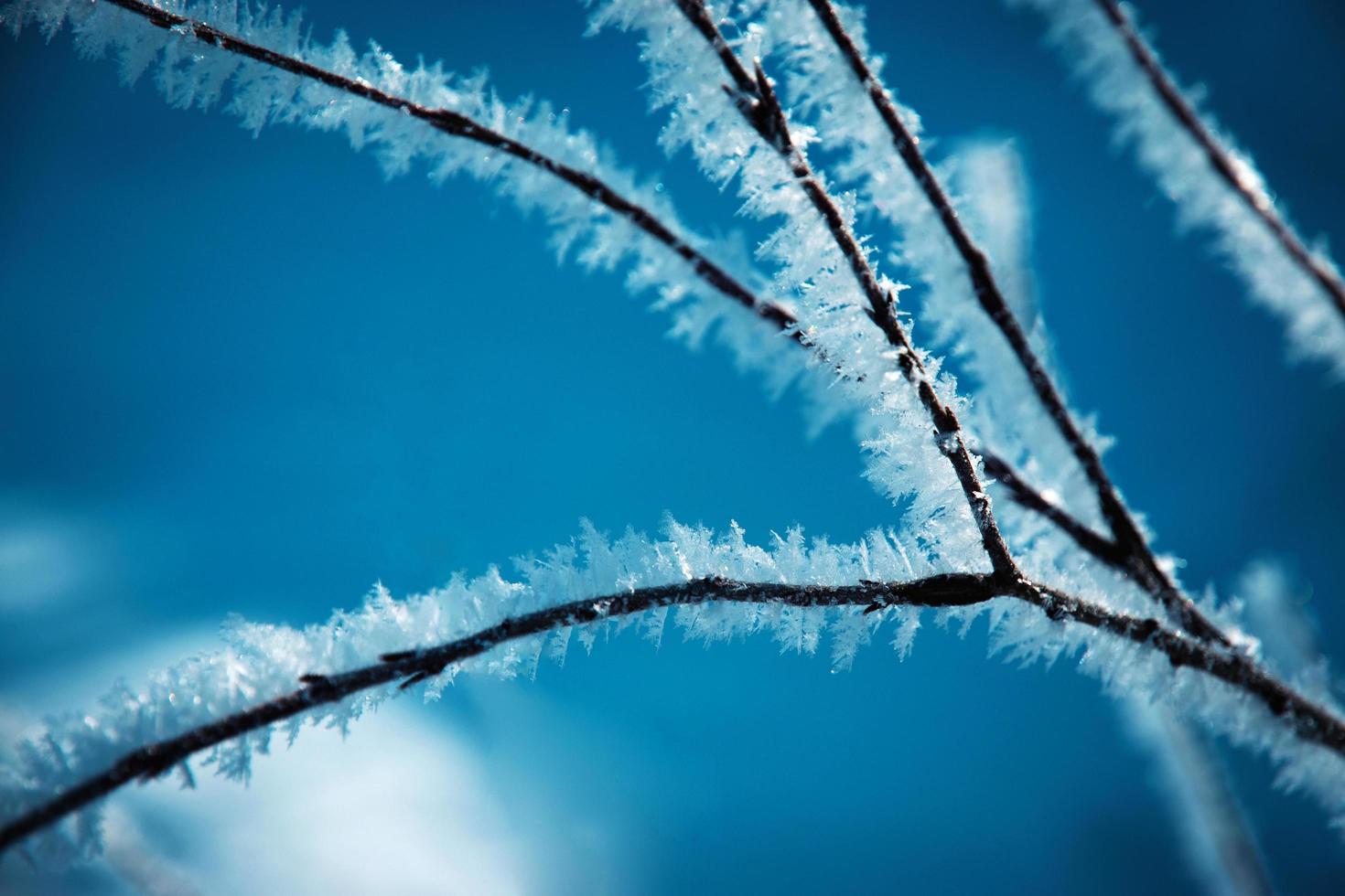 Detail of a frozen twig photo
