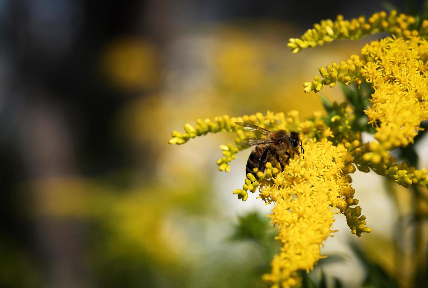 Bee on yellow flowers photo