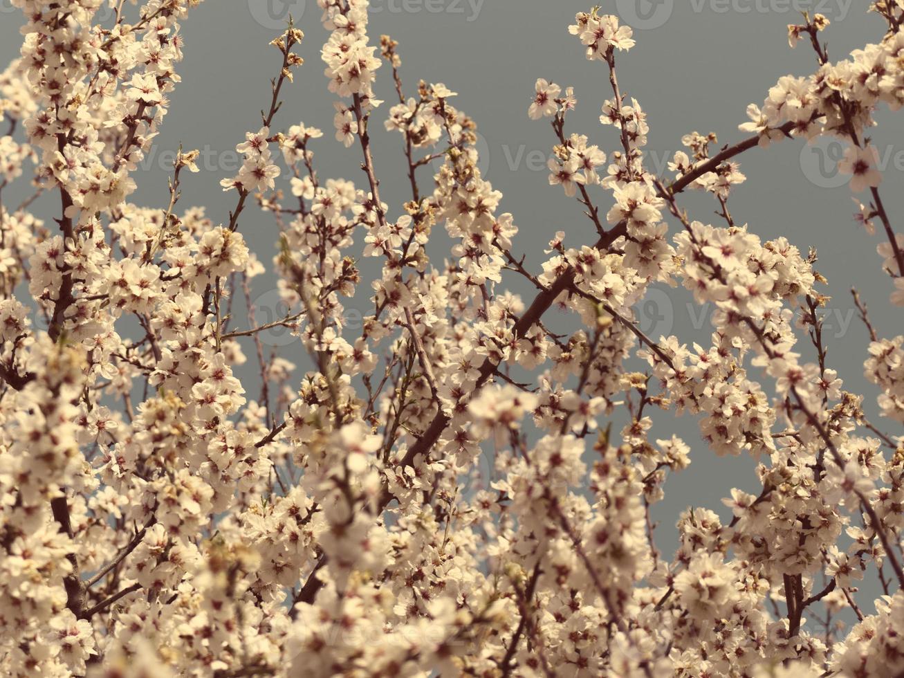 Hermosas flores de almendro contra el cielo azul foto