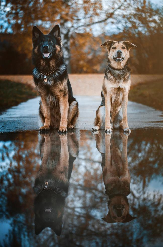 Dos perros shepard sentarse uno al lado del otro en el paisaje otoñal con reflejo en el charco foto