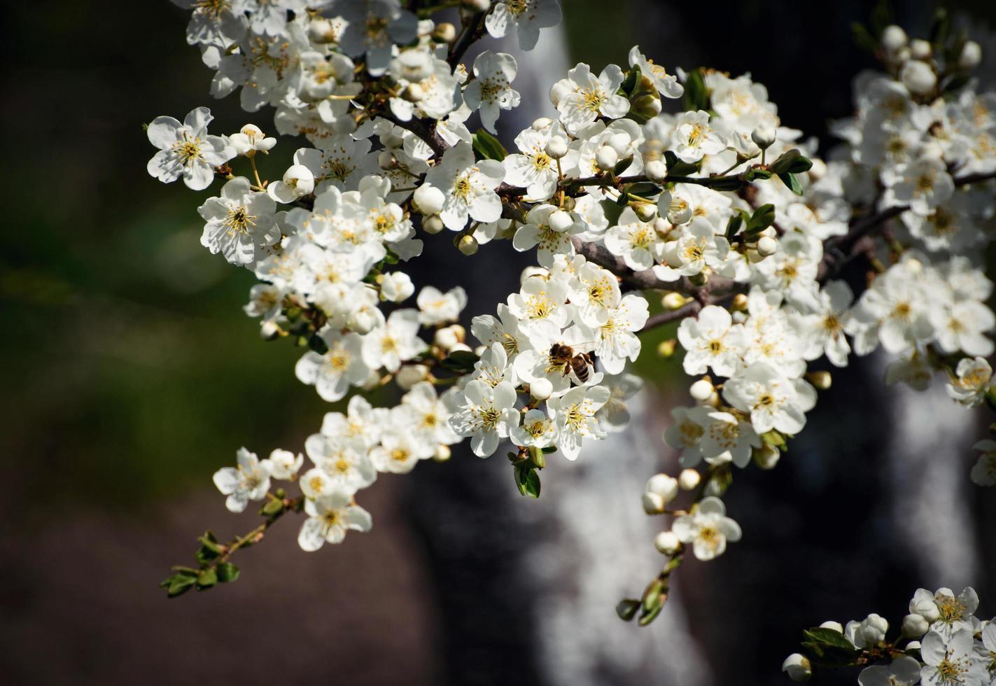 Close-up of white flowers photo