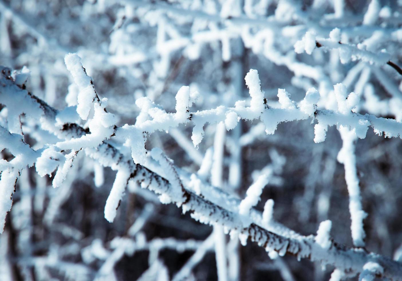 Branches with white frost photo