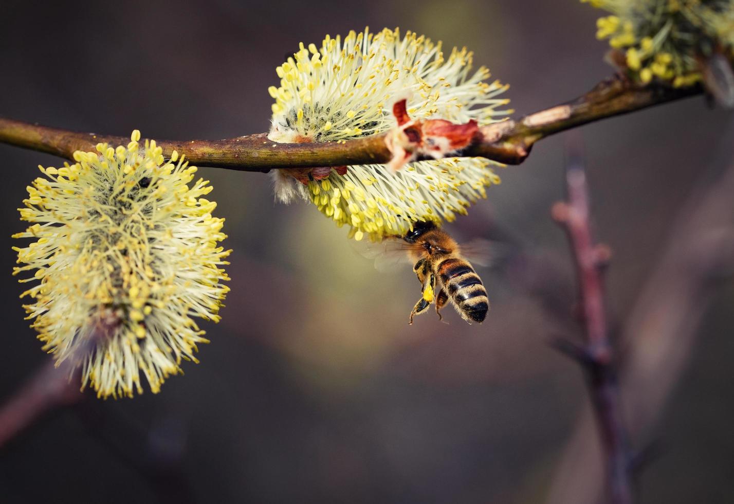 abeja en una flor de sauce foto