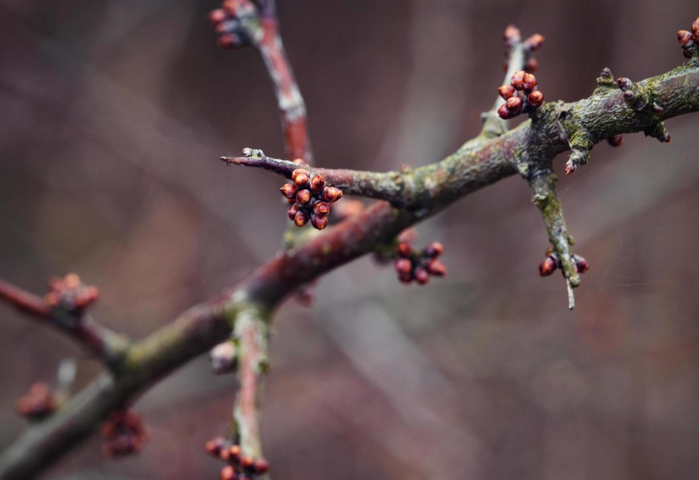 Buds on a blackthorn branch photo