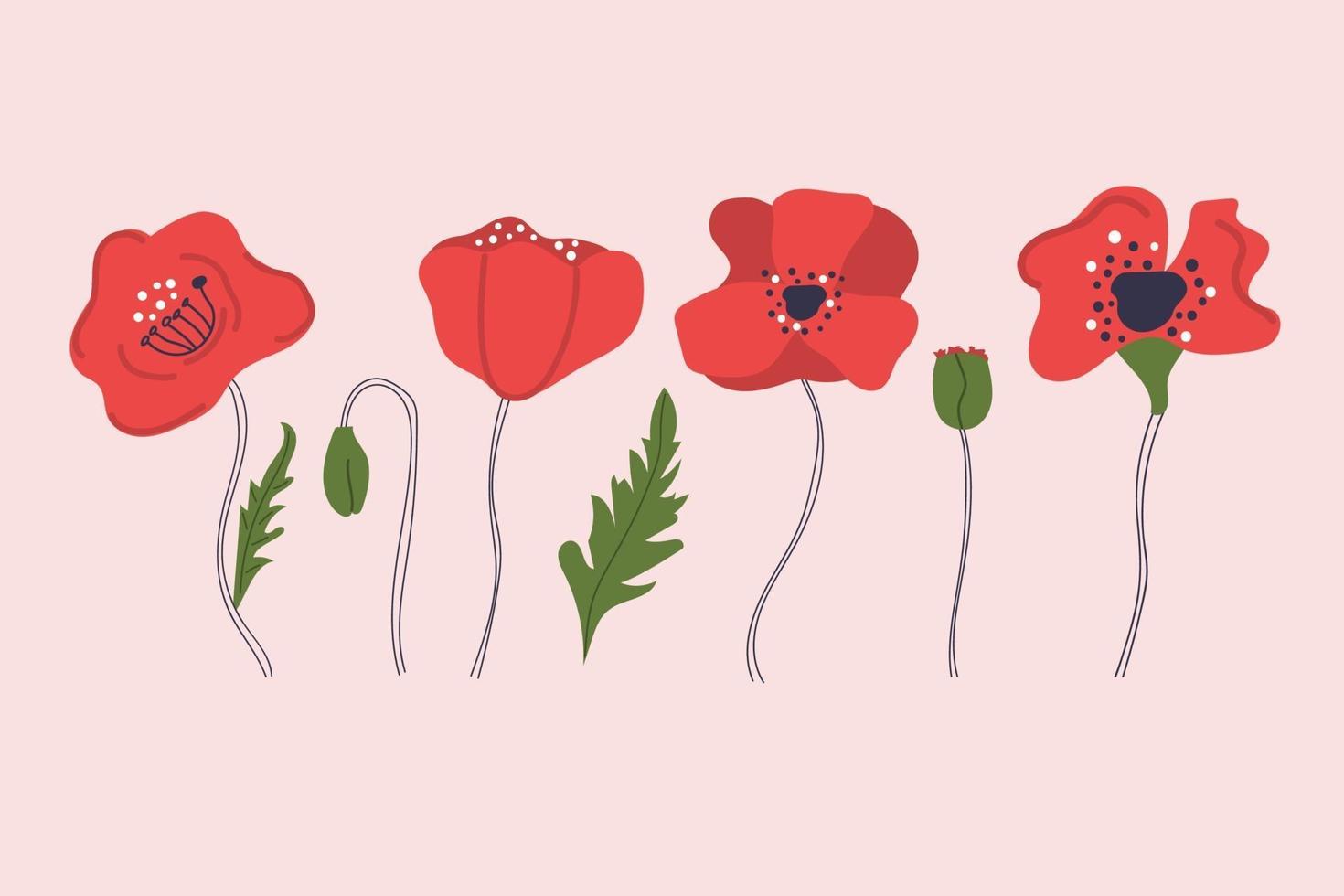 Hand drawn poppy flowers. Modern flat isolated illustration. vector